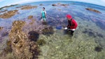 大家志津香 絶滅疑惑の生物と遭遇 レア魚100種超発見 東京湾大調査3 マイナビニュース