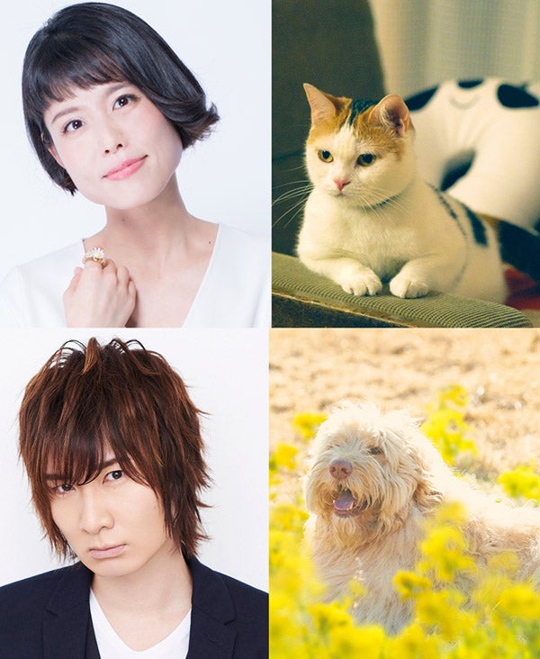 旅猫リポート 劇中に登場する猫 犬の声で沢城みゆき 前野智昭が出演 マイナビニュース