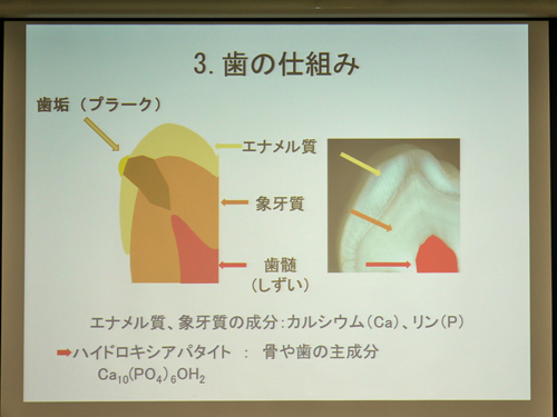 歯の将来は乳歯ケアにかかっている!? 小児歯科医に聞く乳歯のフッ素ケア