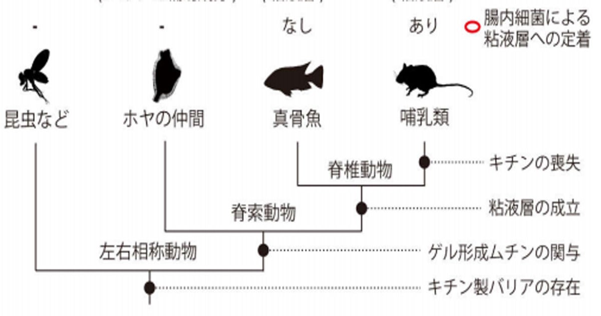 脊椎動物の腸の進化から哺乳類の腸内細菌の特殊性を解明 Oist Tech