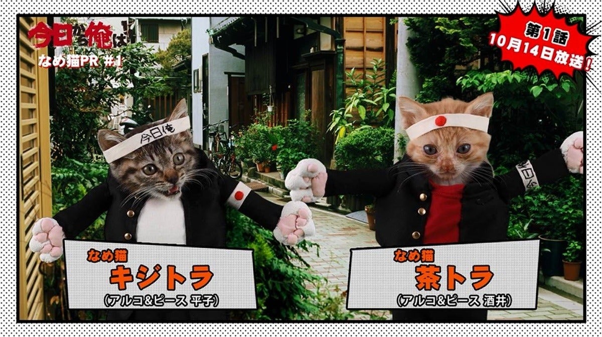 今日から俺は なめ猫 がpr動画に登場 声優はアルピー マピオンニュース