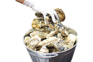 ゼネラル・オイスター、牡蠣尽くしのOYSTER WEEK開催! 生牡蠣つかみ取りも