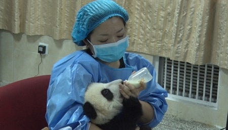 赤ちゃんパンダ7頭と生活 パンダ研究基地で働く日本人飼育員に密着 マイナビニュース