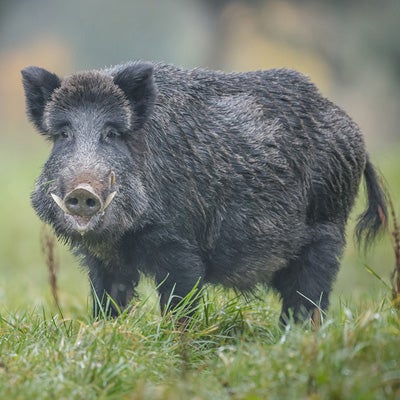 19年の干支 猪の肉はダイエットに向いている マイナビニュース