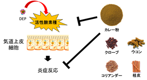 炎症反応をカレー粉に含まれる4種類のスパイスが抑制