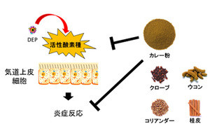 カレー粉に含まれるスパイスがPM2.5による炎症反応を抑える可能性が示唆
