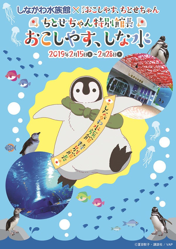 おこしやす ちとせちゃん ちとせちゃんが しながわ水族館 特別館長に マイナビニュース