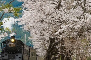 大井川鐵道、全線開通の井川線乗車と桜名所を訪ねる日帰りツアー