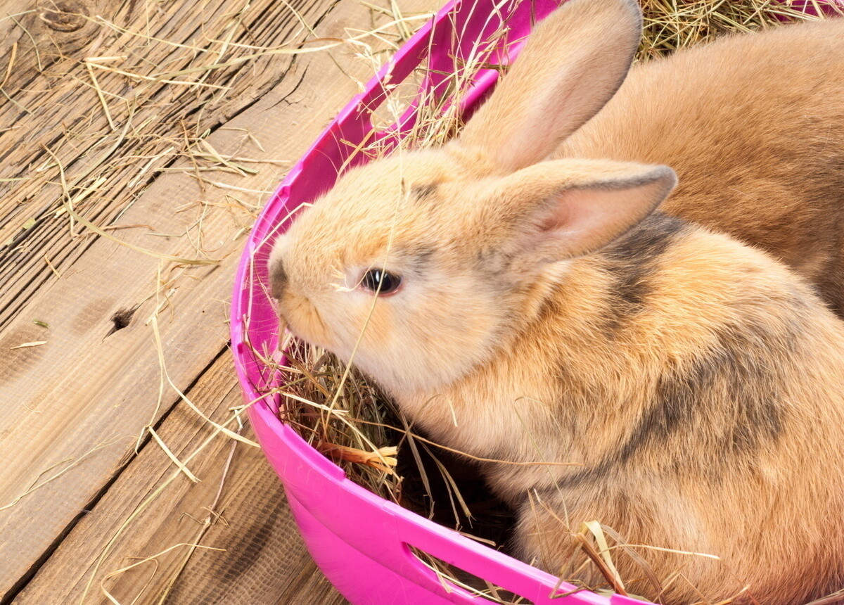 うさぎ用牧草入れのおすすめ15選 散らかりにくい引き出しタイプやボール型も マイナビニュース