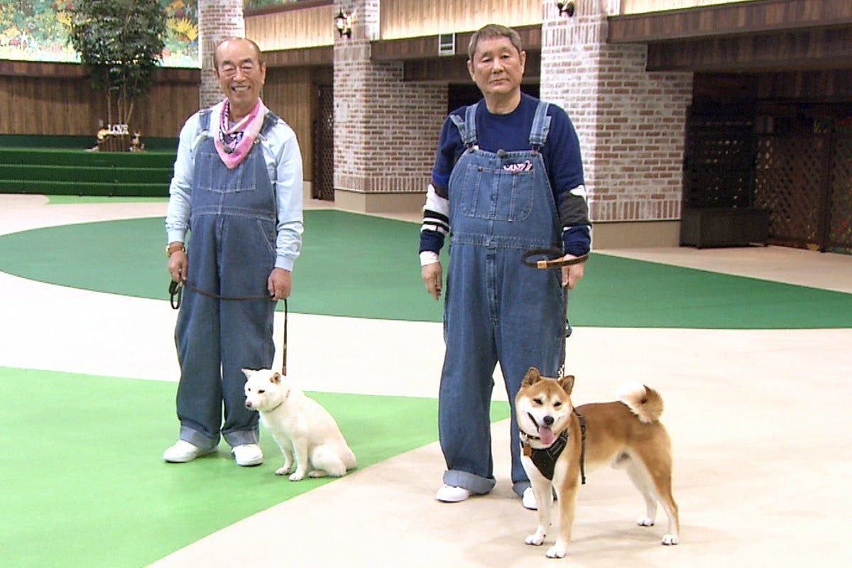 たけしの愛犬 ゴンちゃんがテレビ初登場 志村けん 愛犬と散歩 マイナビニュース