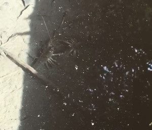 西野七瀬がザリガニを撮影した動画、35万回再生される
