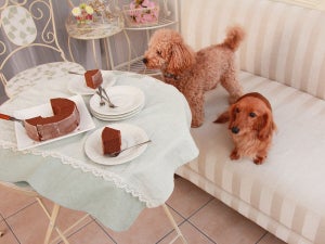 【PR】犬用おやつのおすすめ17選｜ドッグトレーナーが無添加＆安全でおいしいおやつを厳選！