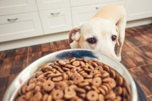 【PR】犬用食器おすすめ7選【専門家に聞く】愛犬に合う選び方や早食い防止食器も紹介