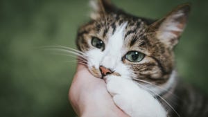 猫のふみふみが癒される！甘え上手な猫の動画を紹介