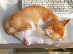 「寝そべる猫」が羨ましい、疲れた時に見ると癒される