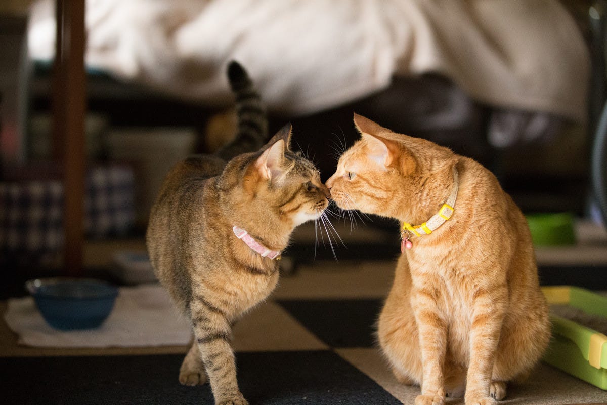 5 23はキスの日 猫はキスするときに目をつぶるのか マイナビニュース