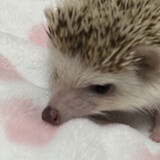 グリーンアドバイザー・愛玩動物飼養管理士:ふじえりこ