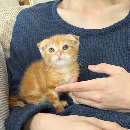 たおりゅう