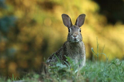 うさぎクイズ うさぎは寂しいと死んでしまうって本当 マイナビニュース