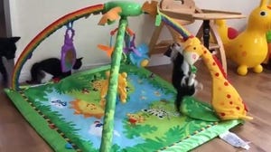 【動画】ベビージムで遊ぶ猫ちゃんたち、楽しそうすぎて話題に