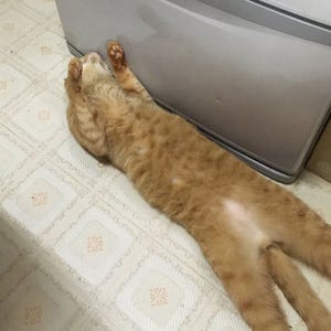 話題の猫: 冷蔵庫の前で寝る猫ちゃん、その理由が可愛すぎると話題に