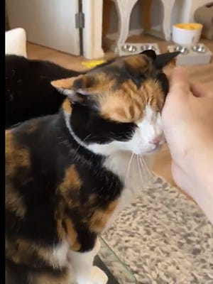 猫が お手 をしたら こうなった 頭をスリスリさせる動画がかわいすぎる マイナビニュース