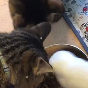 幸せなら手をたたこう に聞こえる 歌う猫の動画が可愛すぎると話題に マイナビニュース 幸せなら手をたたこう に聞こえる 歌う猫の動画が可愛すぎると話題に マイナビニュース