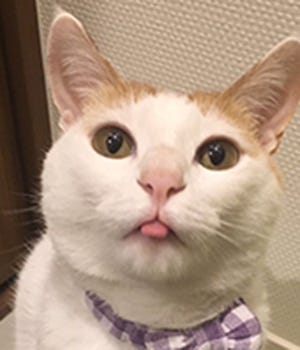 舌をしまい忘れた姿に癒される 猫の写真がツイッターで話題に マイナビニュース