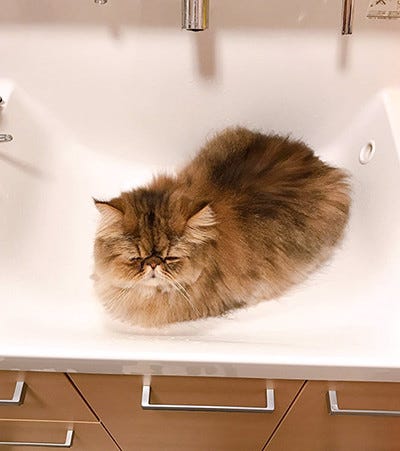 これは退かない顔 洗面台に居座る猫 表情に癒されるとツイッターで話題に マイナビニュース