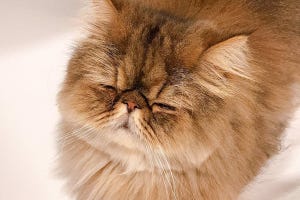 「これは退かない顔」洗面台に居座る猫、表情に癒されるとツイッターで話題に