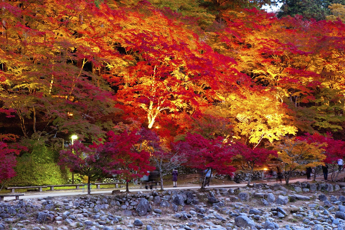 紅葉狩りで財運アップ マイナビニュース