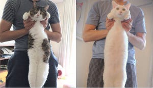 「だら～ん」伸びすぎな猫のおなか、投稿された画像にツイッターで注目