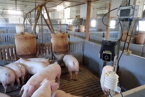 IoTを活用して養豚を見える化 - NTT東日本・神奈川県養豚協会・神奈川県畜産技術センターの挑戦