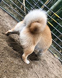 穴掘りで ドヤ顔 決めた柴犬の表情 カッコイイ とツイッターで話題に マイナビニュース