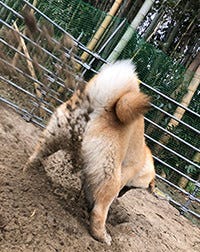 穴掘りで ドヤ顔 決めた柴犬の表情 カッコイイ とツイッターで話題に マイナビニュース