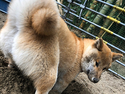 穴掘りで ドヤ顔 決めた柴犬の表情 カッコイイ とツイッターで話題に マイナビニュース