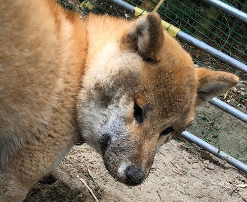 穴掘りで ドヤ顔 決めた柴犬の表情 カッコイイ とツイッターで話題に マイナビニュース