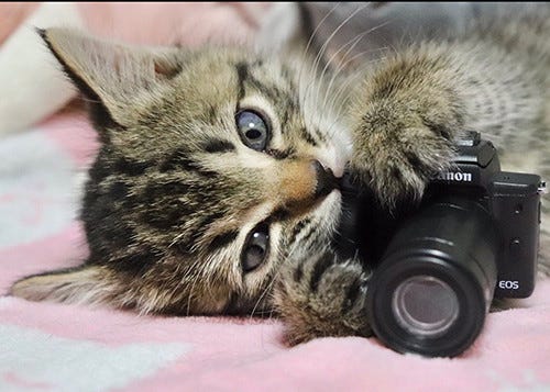 反則級に可愛い 子猫のカメラマン 写真がツイッターで大人気 マイナビニュース