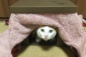 顔を埋めてモフモフしたい 可愛すぎる猫ちゃんの素晴らしい背中に注目 マイナビニュース 顔を埋めてモフモフしたい 可愛すぎる猫ちゃんの素晴らしい背中に注目 マイナビニュース