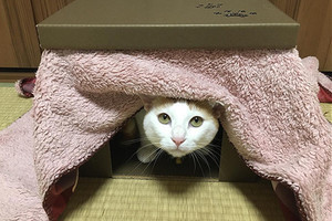 顔を埋めてモフモフしたい 可愛すぎる猫ちゃんの素晴らしい背中に注目 マイナビニュース