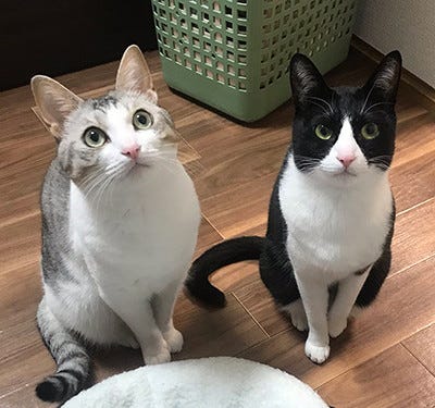 顔を埋めてモフモフしたい 可愛すぎる猫ちゃんの素晴らしい背中に注目 マイナビニュース