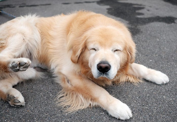 お互いに歳とったなあ 散歩中に出会った老犬同士 心が和むと話題に マイナビニュース