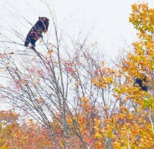 熊が木登りする様子が撮影され、ツイッターで驚きの声 - 「あんなに細い枝なのに」「木登り上手ということがよくわかる」