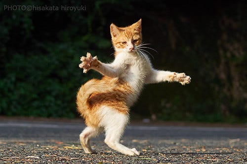 ジョジョ立ち の猫ォーーーッ カッコいいけど癒される