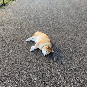 これぞ本当の ホットドッグ 犬の幸せそうな寝顔に癒やされる 返信欄には ホットキャット も登場 マイナビニュース