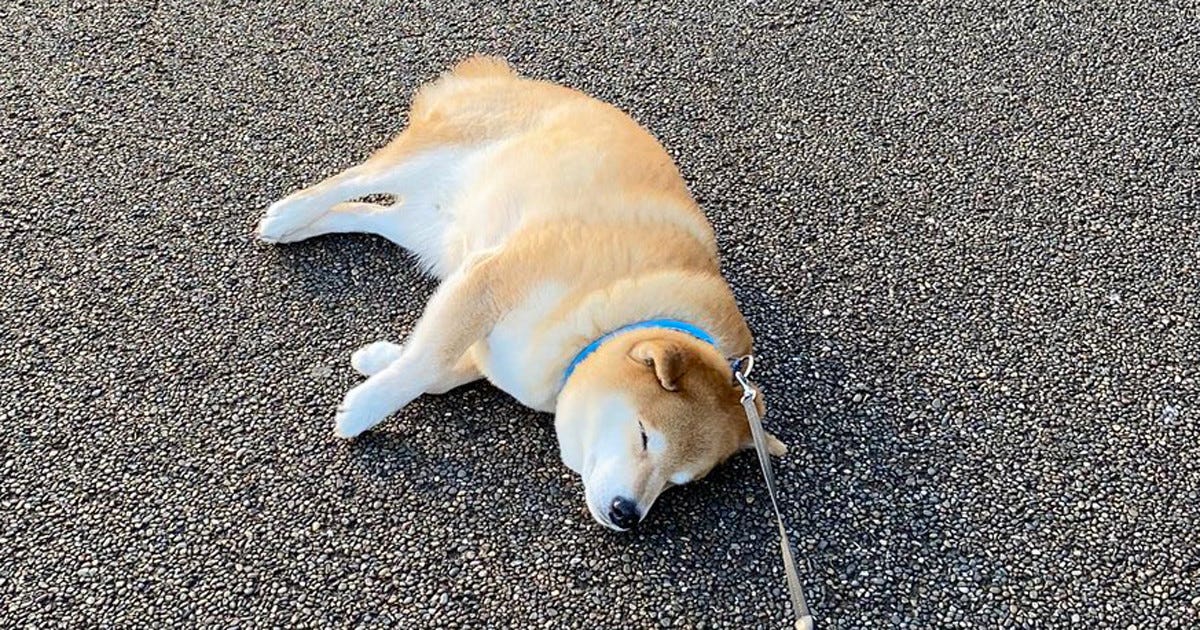 柴犬落ちてます 道のまん中でポツーンと寝転ぶ柴犬に 拾いに行きたいの声が多数 マイナビニュース