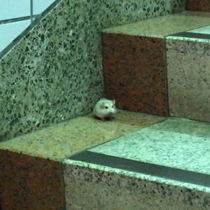 地下鉄の階段でポツンと不安げな生き物を発見、保護される - なぜこんなところに? 無事でよかったと注目集まる