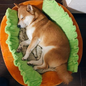 これぞ本当の“ホットドッグ” 犬の幸せそうな寝顔に癒やされる - 返信欄には“ホットキャット”も登場?