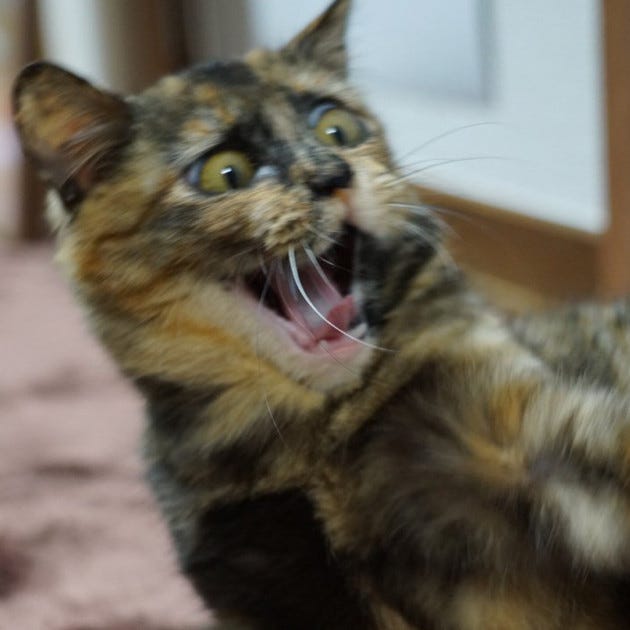 化け猫 にしか見えない ツイッターに掲載された猫の写真が話題に 普段の可愛いお顔もぜひ マイナビニュース