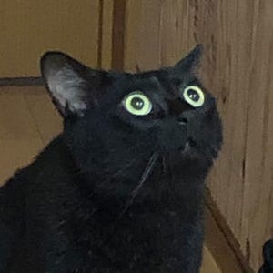 ドローンを初めて見た猫ちゃんの目が、驚きのあまりまんまるに!「リアル○○」とツイッターで注目集める